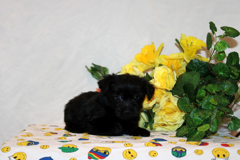 puppy, for, sale, Shorkie-Poo, Matthew B. Stoltzfus, dog, breeder, Gap, PA, dog-breeder, puppy-for-sale, forsale, nearby, find, puppyfind, locator, puppylocator, aca